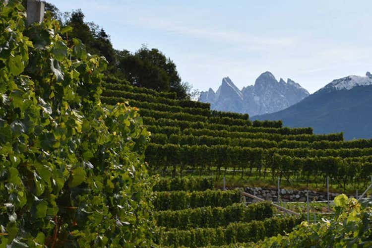 Alla scoperta del Kerner dell’Alto AdigeTra i migliori 50 vini del mondo Alla scoperta del Kerner dell’Alto AdigeTra i migliori 50 vini del mondo