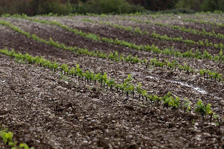 (Allegrini si espande in Lugana Acquisita proprietà di 40 ettari) (Allegrini si espande in Lugana Acquisita proprietà di 40 ettari)