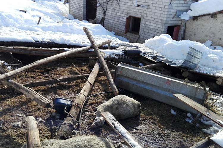 Allevamento in ginocchio nel Centro Italia Mille animali morti per sisma e maltempo Allevamento in ginocchio nel Centro Italia Mille animali morti per sisma e maltempo