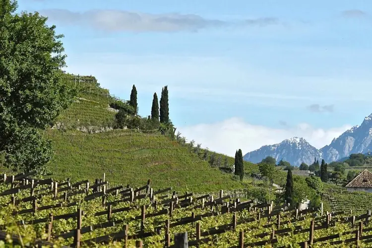 AloisLageder Tenuta Alois Lageder, nuove viti per la cantina altoatesina