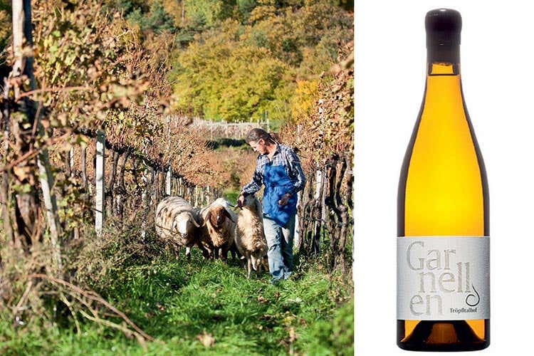 Andreas Dichristin (Alto Adige Wine Summit Il Consorzio ha preso la strada giusta)