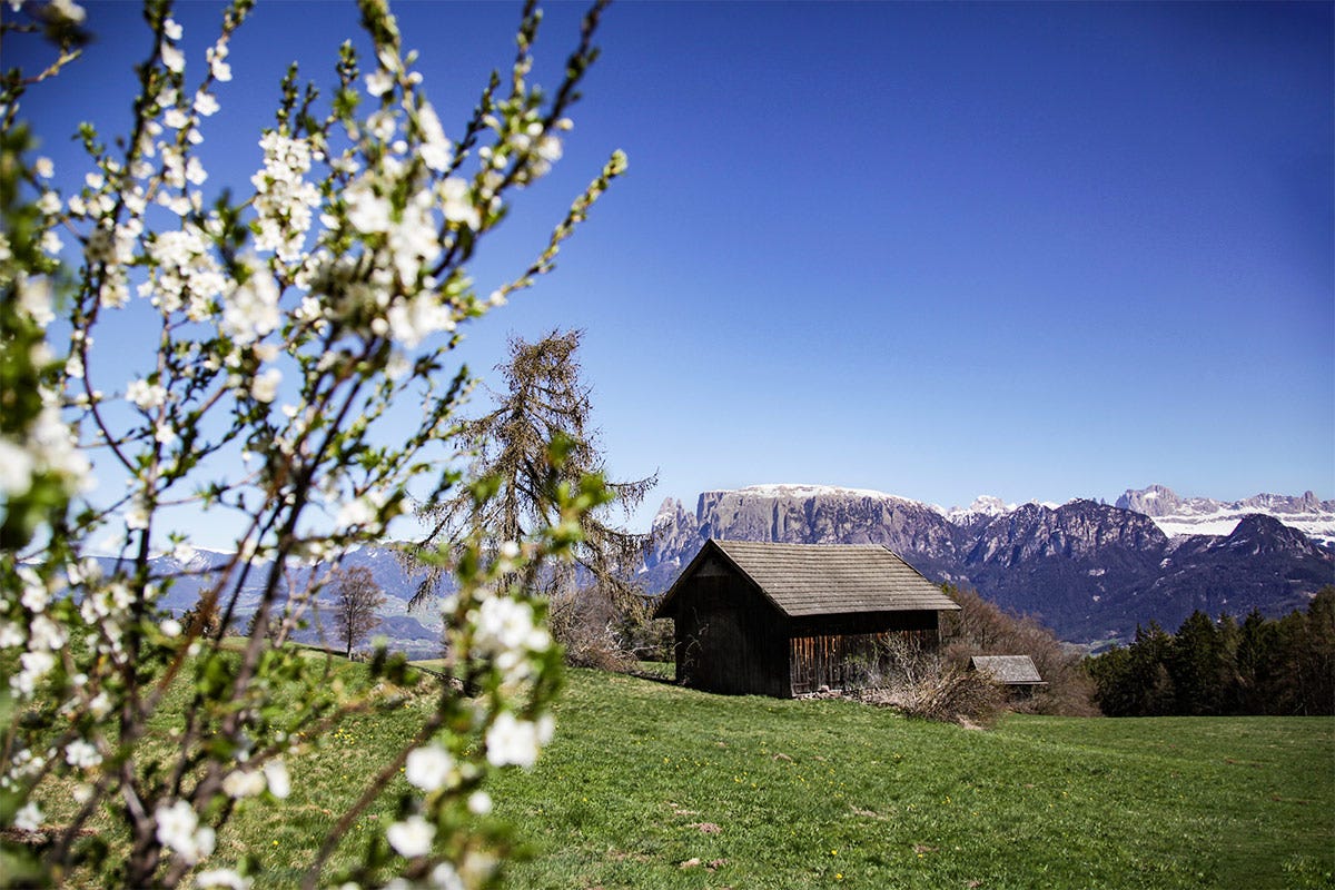 È primavera sull'altopiano del Renon - foto: Sophie Pichler
