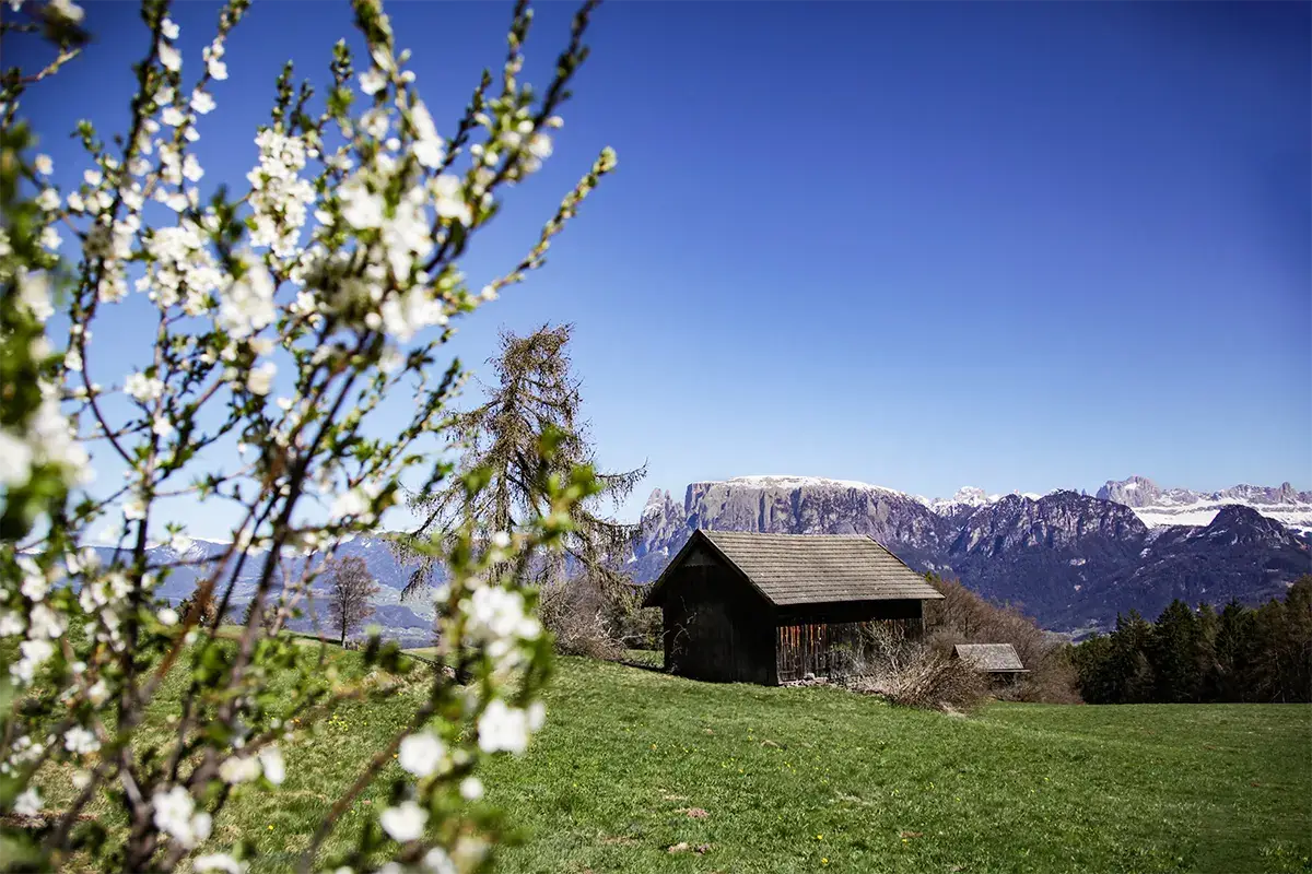 &Egrave; primavera sull'altopiano del Renon - foto: Sophie Pichler