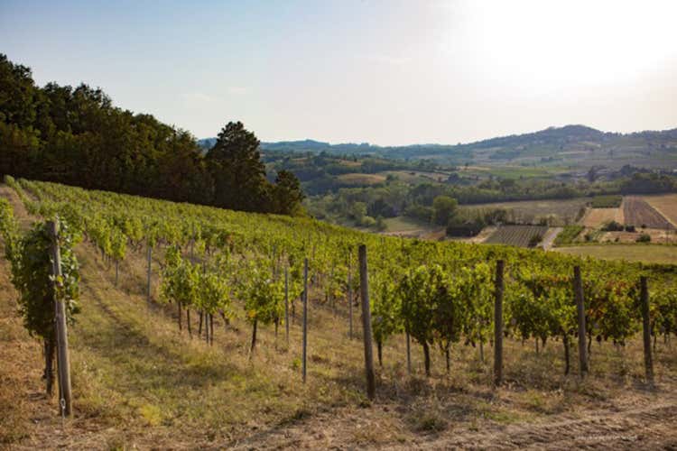 Il Cortese vanta tremila ettari coltivati, un Docg e quattro Doc - Ambasciatore di un territorio Il 2020 festeggia il Cortese Il Cortese vanta tremila ettari coltivati, un Docg e quattro Doc - Ambasciatore di un territorio Il 2020 festeggia il Cortese