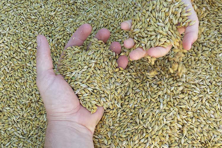 Amore per la terra e materie prime La forza della birra artigianale italiana Amore per la terra e materie prime La forza della birra artigianale italiana