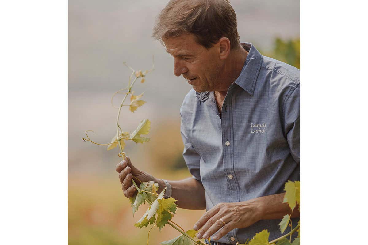 L'enologo Andrea Daldin Lamole di Lamole: certificazione bio, nuova Gran Selezione e restyling delle etichette L'enologo Andrea Daldin Lamole di Lamole: certificazione bio, nuova Gran Selezione e restyling delle etichette