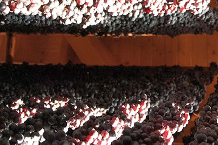 (All'Anteprima Amarone 2018 sostenibilità e 50 anni dalla Doc) (All'Anteprima Amarone 2018 sostenibilità e 50 anni dalla Doc)