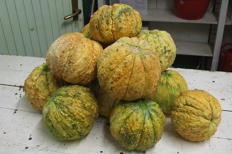 Melone rospa - Antichi meloni reggiani nuovo Presidio Slow Food