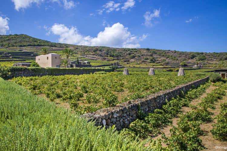 (Antonio Rallo e i vini siciliani Una vita tra Donnafugata e Doc Sicilia)