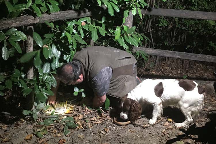 Aperta la stagione del Tartufo bianco d’Alba con la partenza di trifulau e tabui al chiaro di luna - Aperta la cerca al tartufoTornano le fiere piemontesi