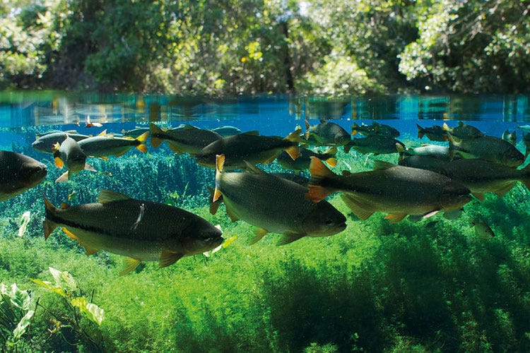Aquatis, il nuovo acquario di Losanna Oltre 10mila pesci in 20 diversi ecosistemi