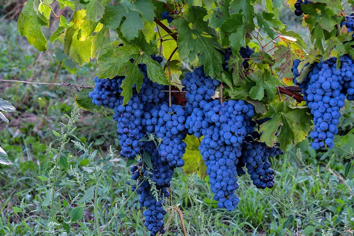 Pinot nero e non solo: Oltrep&ograve; Pavese, una terra di eccellenze tutta da scoprire