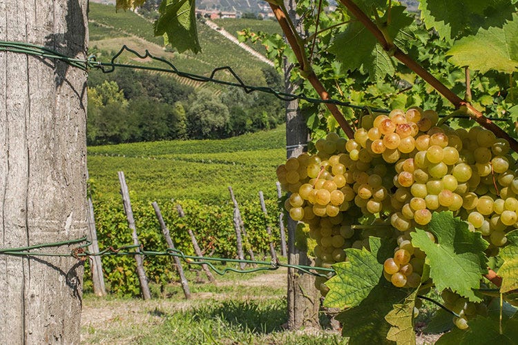 Arte e vino s’incontrano nelle terre dell’uva Moscato