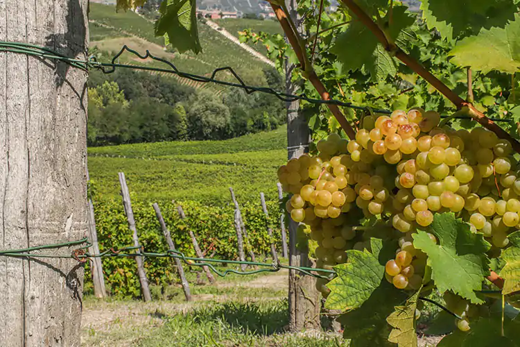 Arte e vino s&rsquo;incontrano nelle terre dell&rsquo;uva Moscato