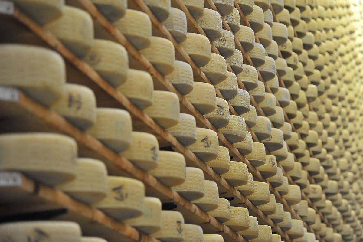 Stagionatura dell'Asiago Dop Asiago Dop Fresco e Stagionato: semplicemente unico Stagionatura dell'Asiago Dop Asiago Dop Fresco e Stagionato: semplicemente unico