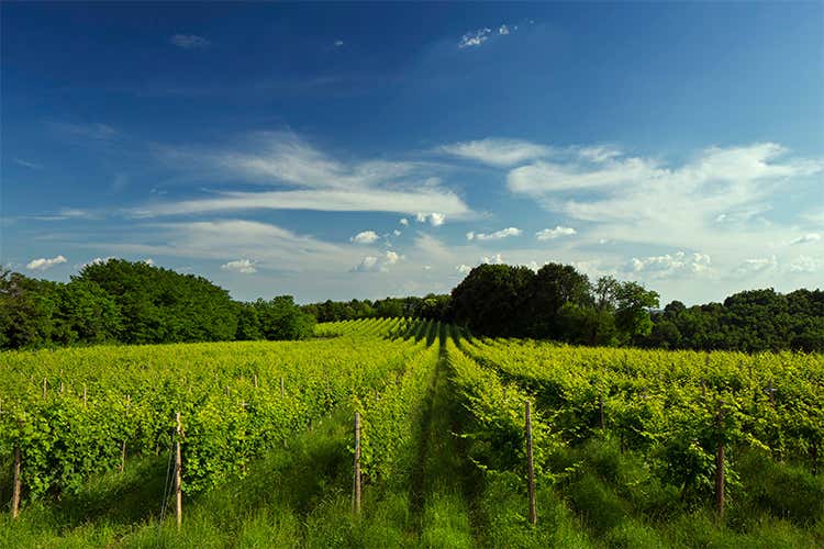 Nell’Asolo Prosecco Docg Cuvée Indigene i sentori primari del vitigno d’origine Nell’Asolo Prosecco Docg Cuvée Indigene i sentori primari del vitigno d’origine