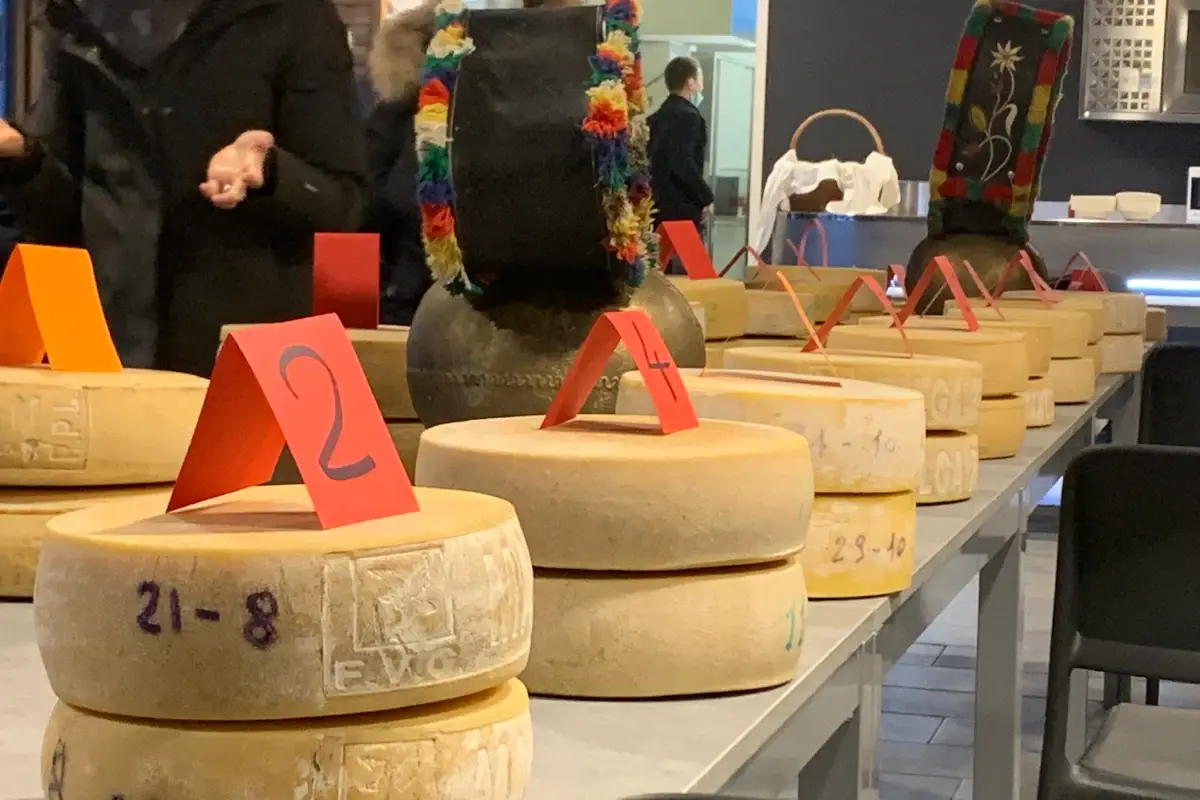 L'asta dei formaggi a Sutrio Formaggi di malga come le star: sale il valore grazie all'asta di
