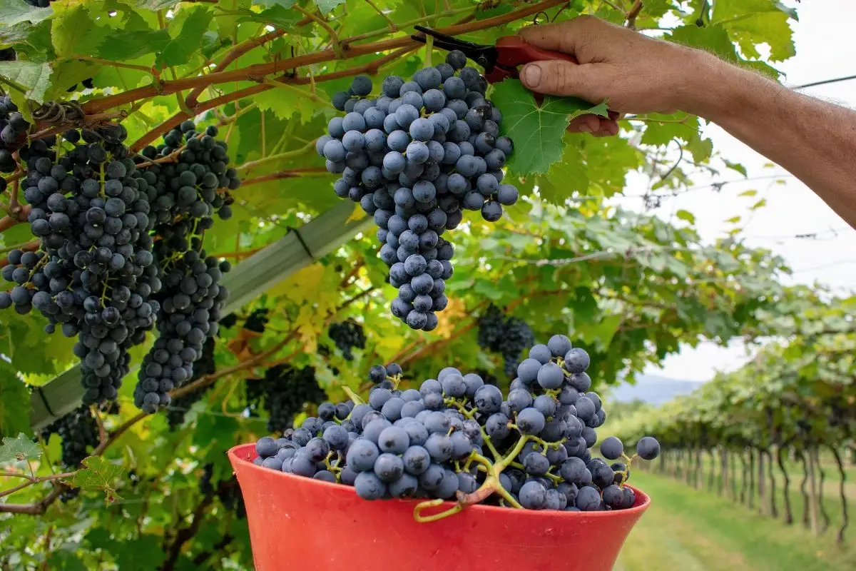 Il Marzemino. Fototeca Cantina di Isera&nbsp; In Trentino sapori d'autunno a tutto Marzemino