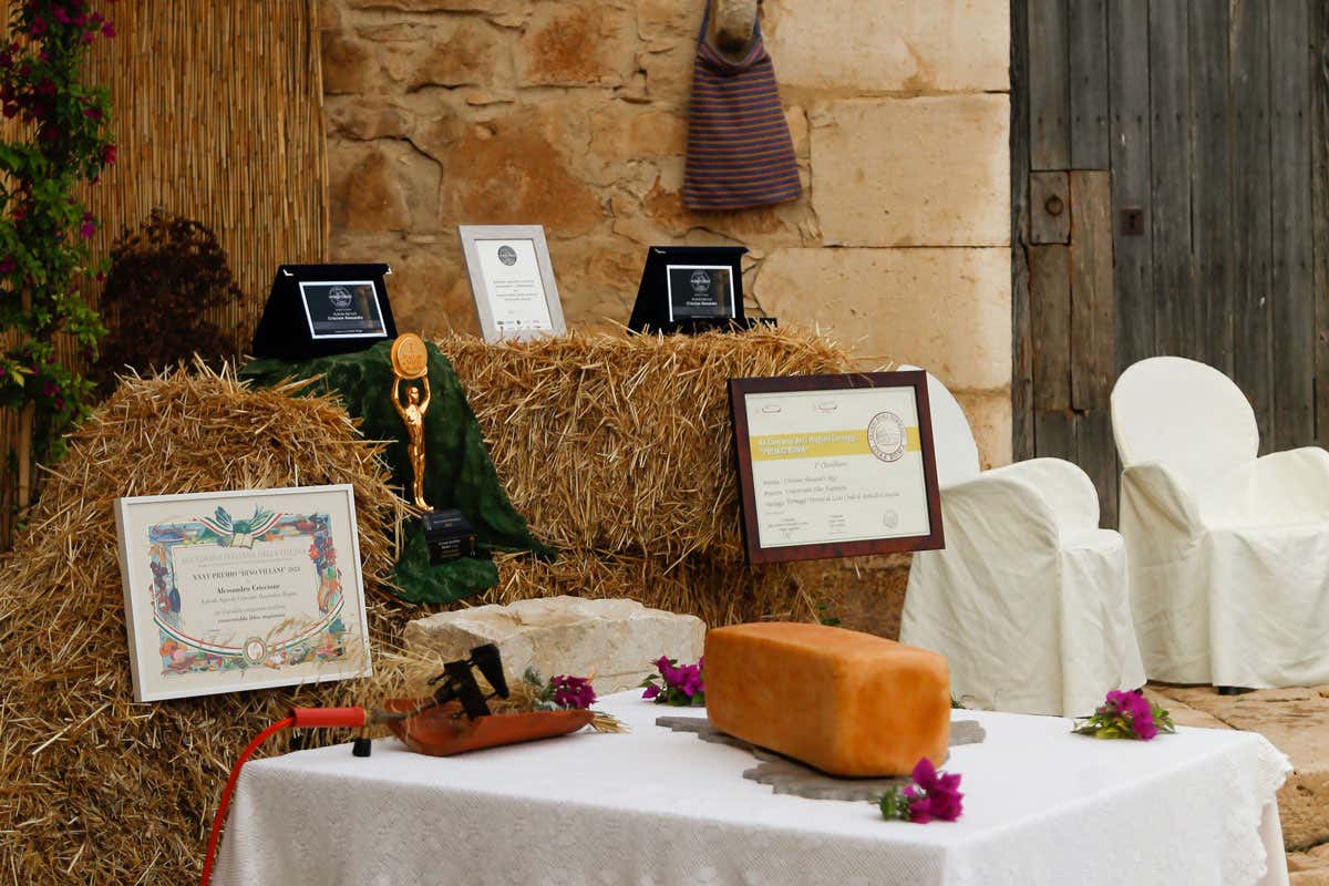 Alessandro Criscione: la storia del Caciocavallo che conquista gli chef stellati Alessandro Criscione: la storia del Caciocavallo che conquista gli chef stellati