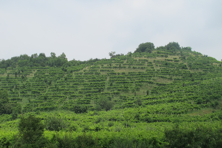 Azienda Merotto, 8 annate in degustazione Doppia maturazione ragionata nel vigneto Azienda Merotto, 8 annate in degustazione Doppia maturazione ragionata nel vigneto