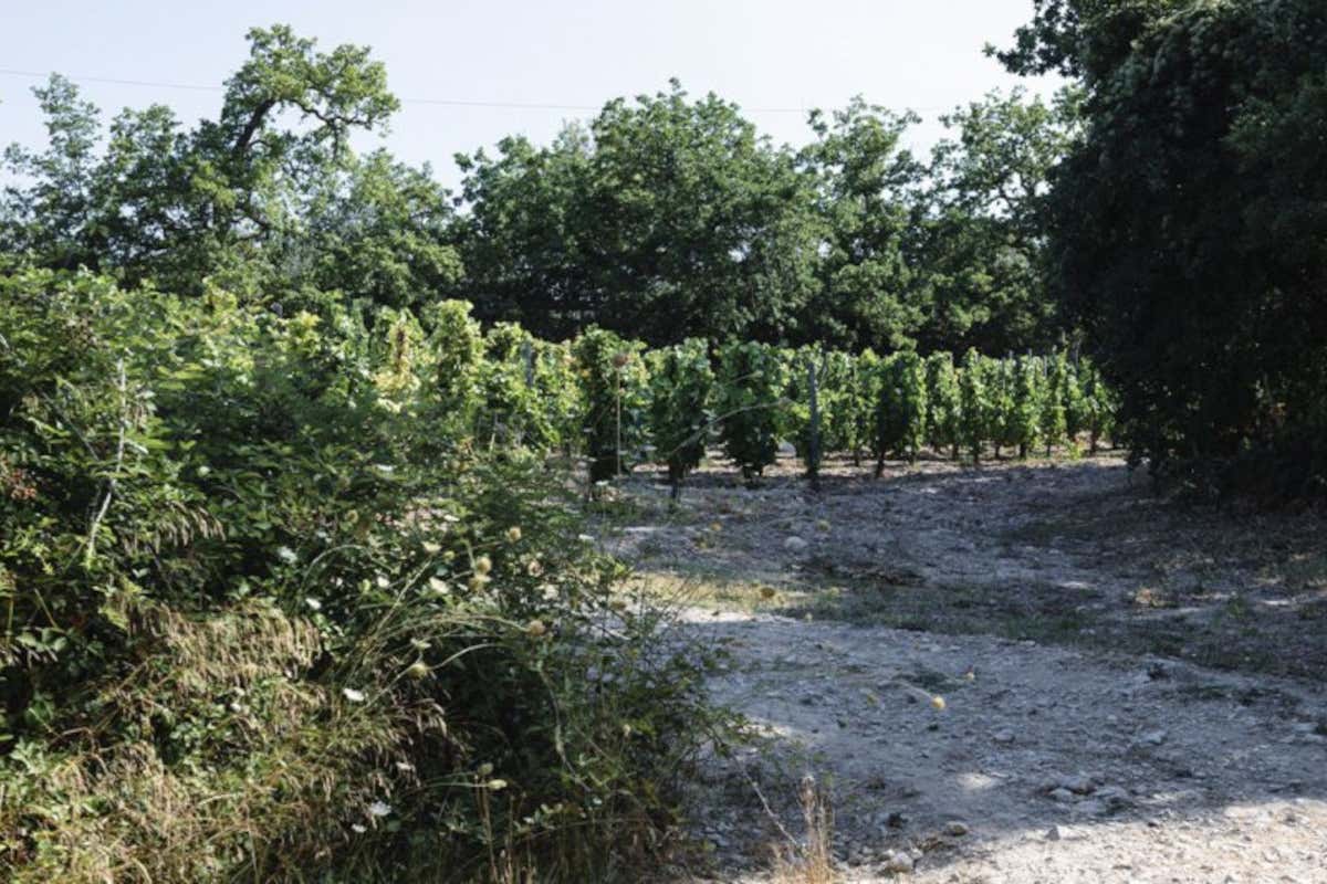 I vigneti dell'Azienda Agricola Arianna Occhipinti a Vittoria (Rg) The World’s 50 Best Vineyards, 6 aziende italiane nella top 100 con 3 new entry