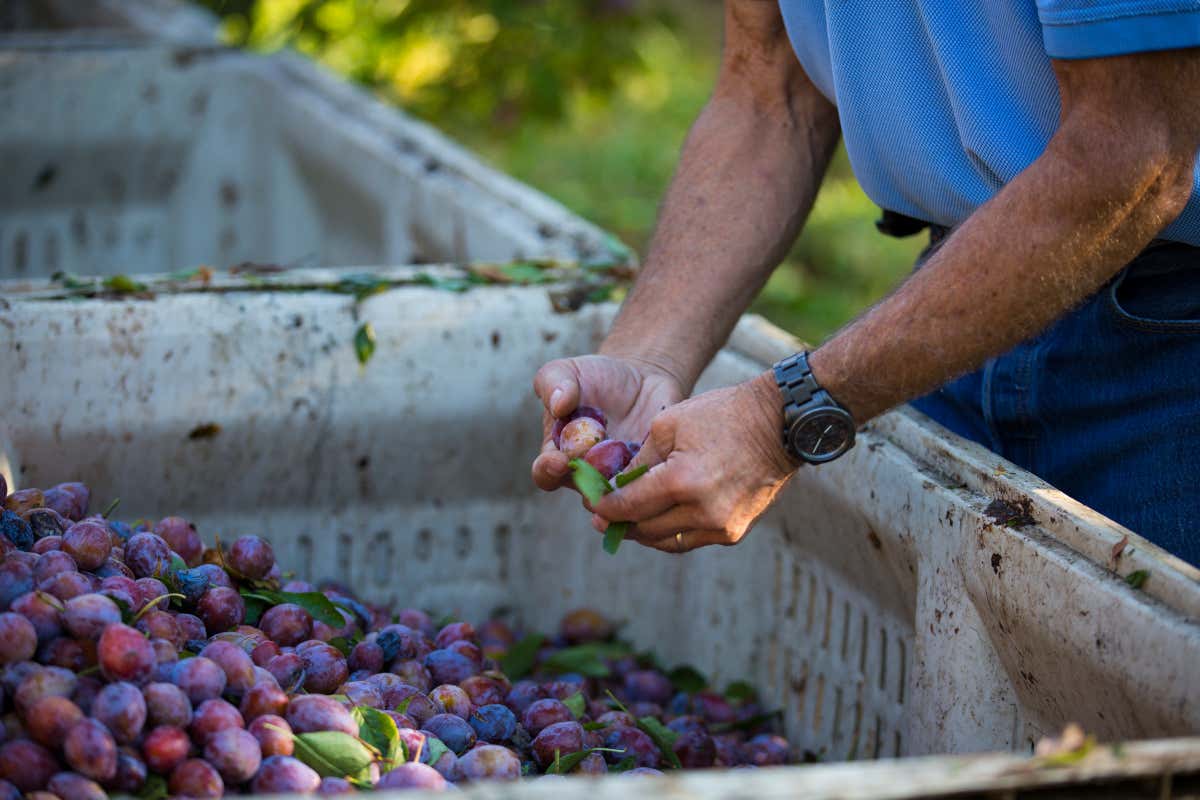 Prugne e innovazione: realtà virtuale, chef e atleti per conquistare i consumatori italiani Prugne e innovazione: realtà virtuale, chef e atleti per conquistare i consumatori italiani