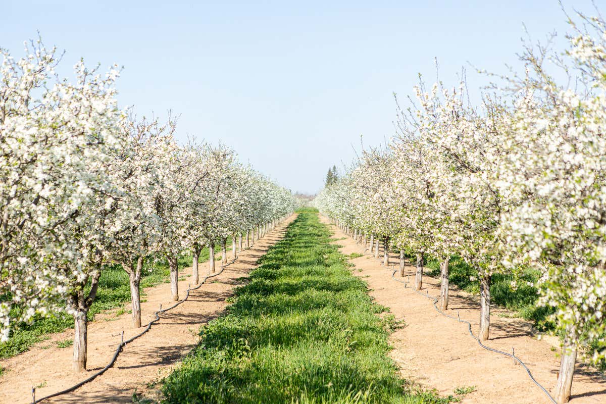 Prugne e innovazione: realtà virtuale, chef e atleti per conquistare i consumatori italiani Prugne e innovazione: realtà virtuale, chef e atleti per conquistare i consumatori italiani