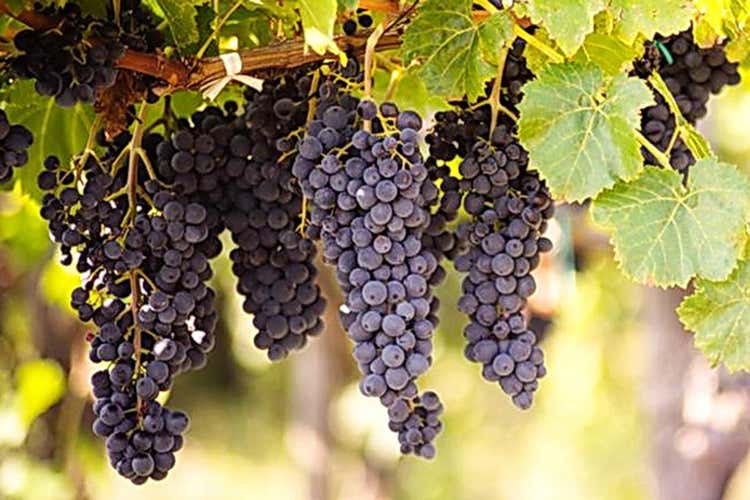 Nero d'Avola - Baglio Bonsignore Cantina giovane, già di successo Nero d'Avola - Baglio Bonsignore Cantina giovane, già di successo
