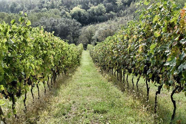 (Barbera, molto pi&ugrave; che un vino Ambasciatrice di un territorio eclettico)