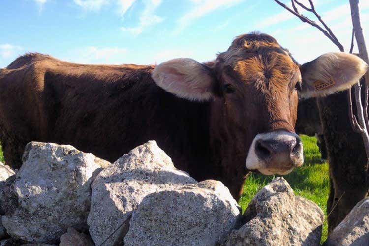 La razza bruna è tra le più pregiate (Bari, verticale di razza Bruna per scoprire il formaggio monolatte) La razza bruna è tra le più pregiate (Bari, verticale di razza Bruna per scoprire il formaggio monolatte)