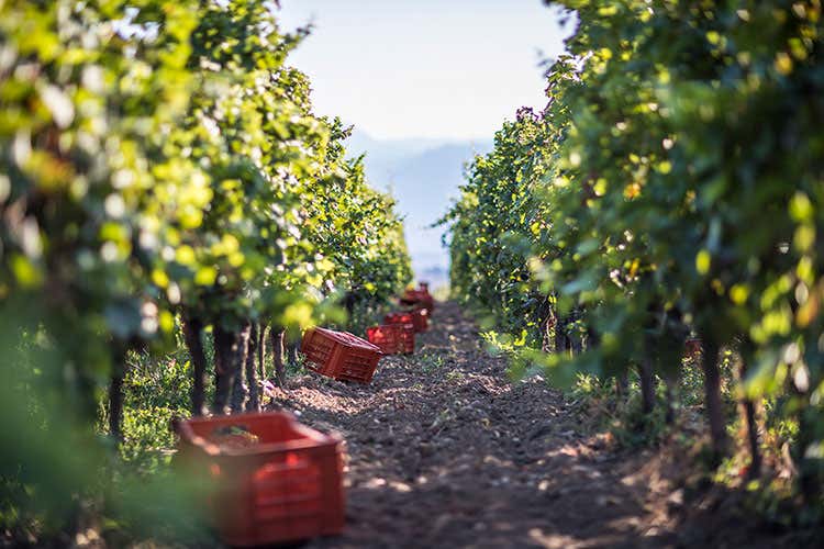 Bellavista mette in salvo la vendemmia grazie alla gestione innovativa delle vigne