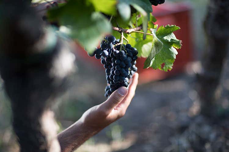 Bellavista mette in salvo la vendemmia grazie alla gestione innovativa delle vigne