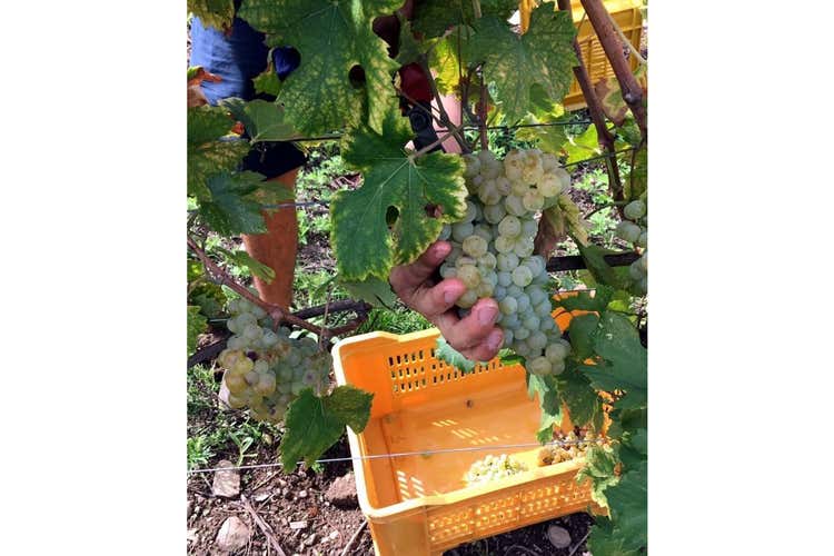 (Berlucchi vendemmia l’Erbamat Sarà l'uva della Franciacorta 2027?) (Berlucchi vendemmia l’Erbamat Sarà l'uva della Franciacorta 2027?)