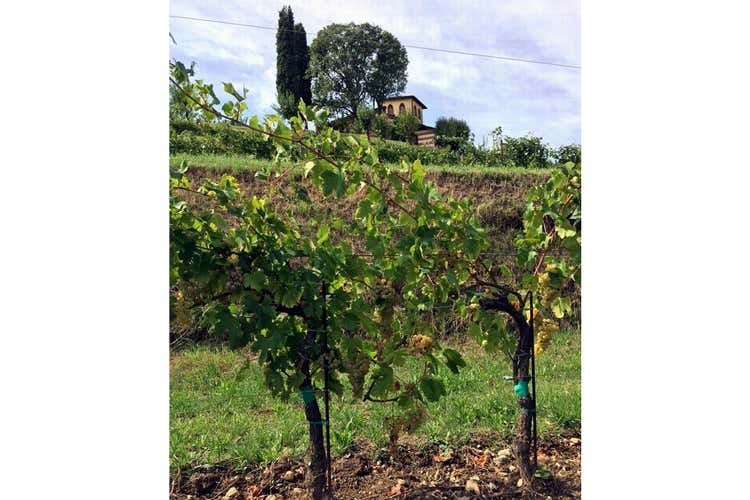 (Berlucchi vendemmia l’Erbamat Sarà l'uva della Franciacorta 2027?) (Berlucchi vendemmia l’Erbamat Sarà l'uva della Franciacorta 2027?)