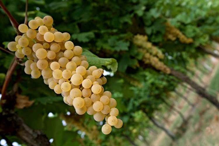 Uva Bianchello del Metauro (foto: claudiomorelli.it) (Bianchello del Metauro Eccellenza marchigiana)
