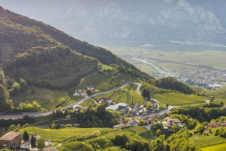 In quel di Faedo, terra di Pojer e Sandri, a due passi dal confine con l'Alto Adige (Bianco Faye 2004 La provocazione di Pojer e Sandri)