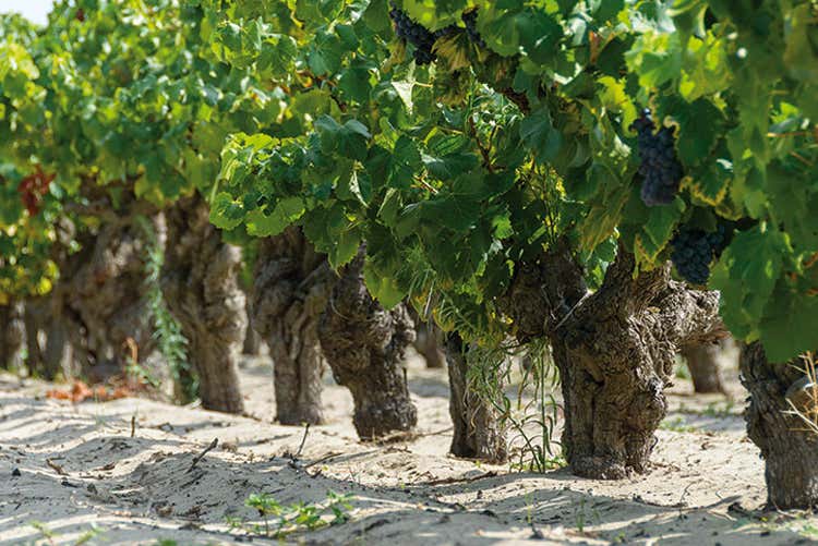 (Bio&Dinamica a Merano Wine Festival Un viaggio italiano nei grandi vini bio) (Bio&Dinamica a Merano Wine Festival Un viaggio italiano nei grandi vini bio)