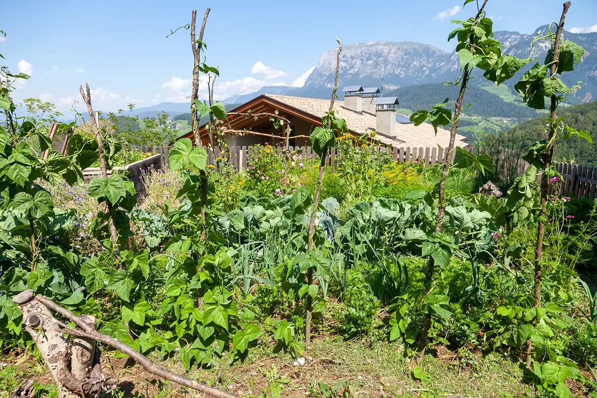 Biohotel Steineggerhof in Val d'Ega. Foto: Bosch eBike Systems Mattias Fredriksson Cosa “cresce” al ristorante? I migliori locali italiani con l’orto