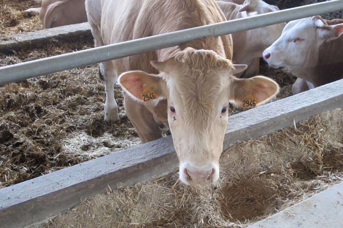 Dalla Francia al Piemonte per scoprire i bovini Blonde d’Aquitaine