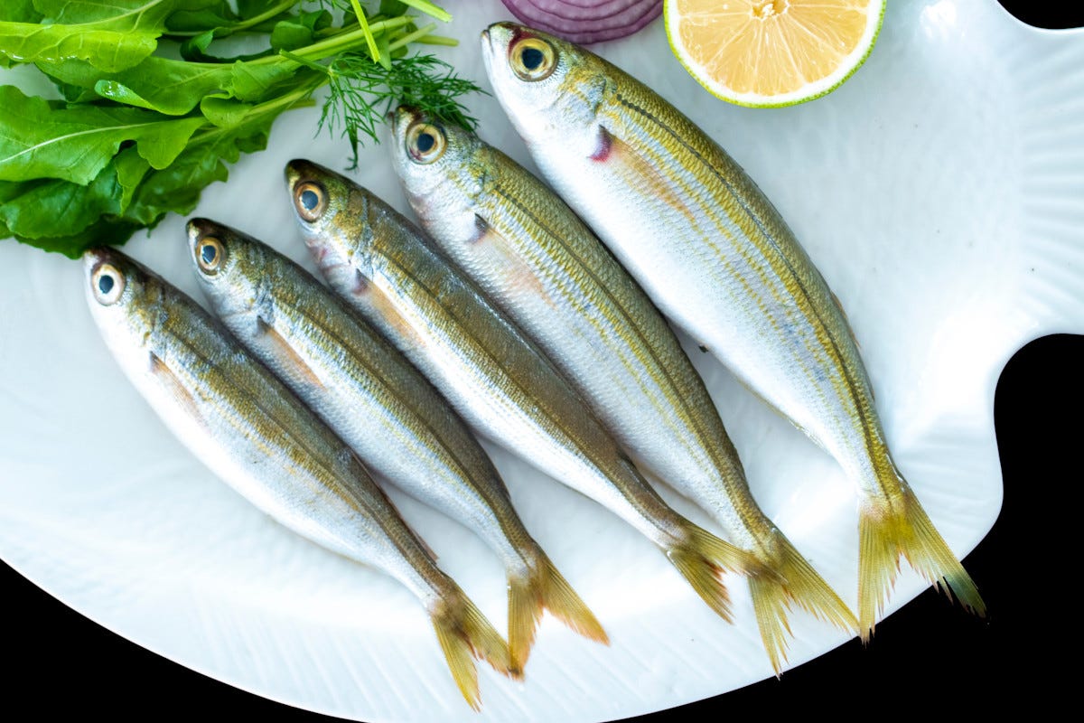 Il Boga, pesce dalla diverse qualità nutrizionali Avete mai mangiato il Boga?
