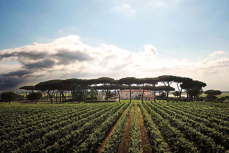 Panoramica della Tenuta Guado del Tasso (Bolgheri, apre l&rsquo;Osteria del TassoIl ristorante di Marchesi Antinori)