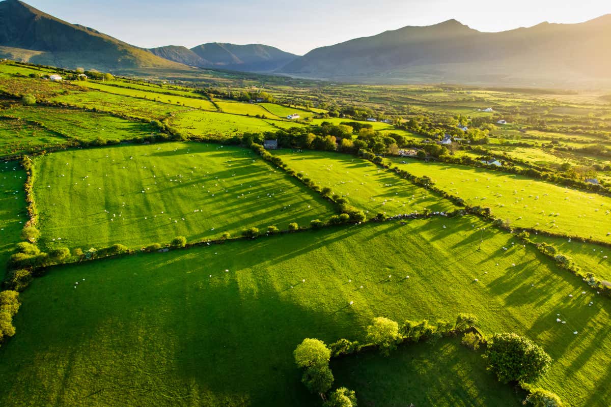 I verdi pascoli incidono fortemente sul profilo nutrizionale della carne di manzo irlandese