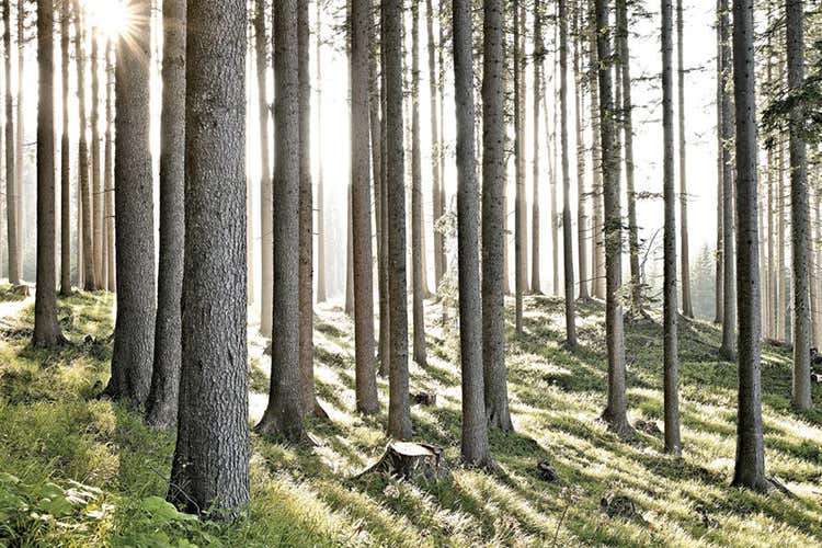 Bosco in Val di Fiemme - Idee per un'estate sicura? 8 itinerari nelle foreste certificate Bosco in Val di Fiemme - Idee per un'estate sicura? 8 itinerari nelle foreste certificate