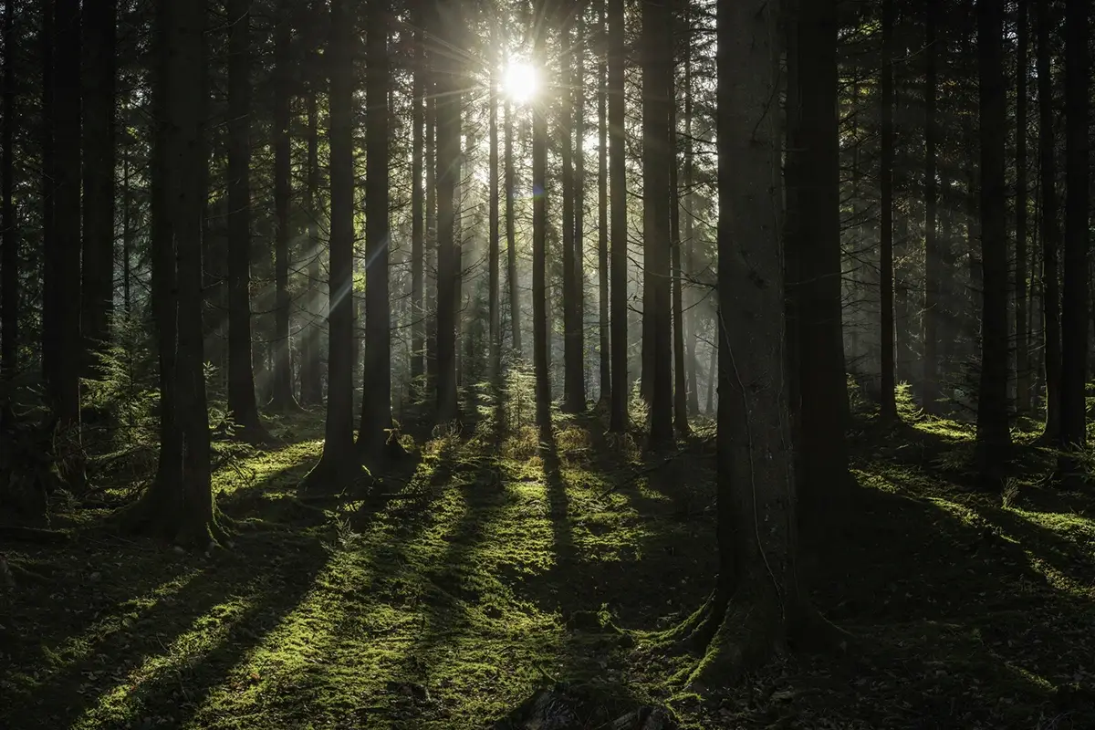 Bosco di Fiemme. Foto: Fiemme Tremila Val di Fiemme, spa a cielo aperto dove la sostenibilità è di casa