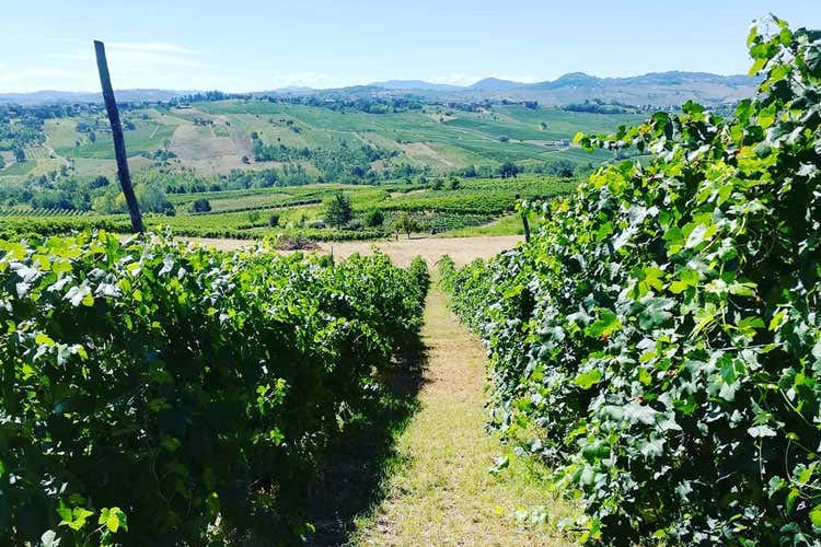 Le vigne di Cantina Brandolini - Cantina Brandolini, da 150 annirossi e bollicine in Oltrep&ograve; Pavese