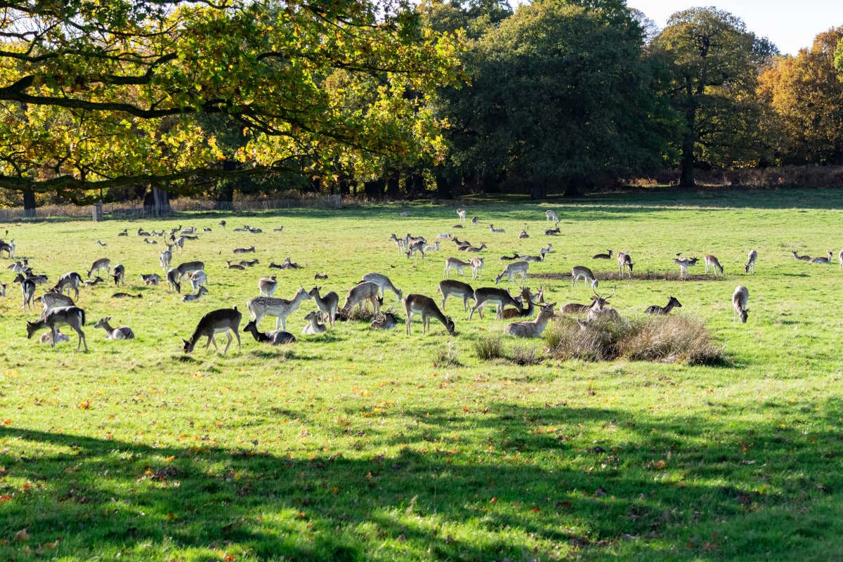 La Londra di Bridget Jones: un tour tra i luoghi iconici della saga