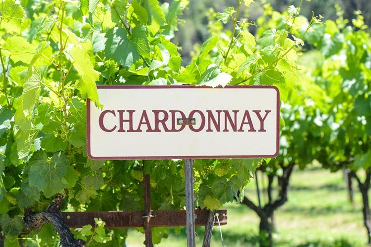 (Brut Trentodoc Le peculiarità delle uve Chardonnay)