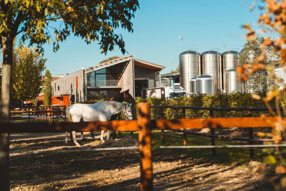 Pizzolato, nel 2021 cresce del 25% e investe sul capitale umano