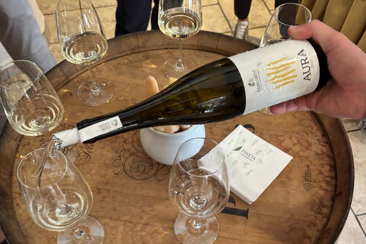 Sass Griss: Aura Val di Non nasce Sass Griss: la cantina che punta sui vitigni Piwi a 900 metri