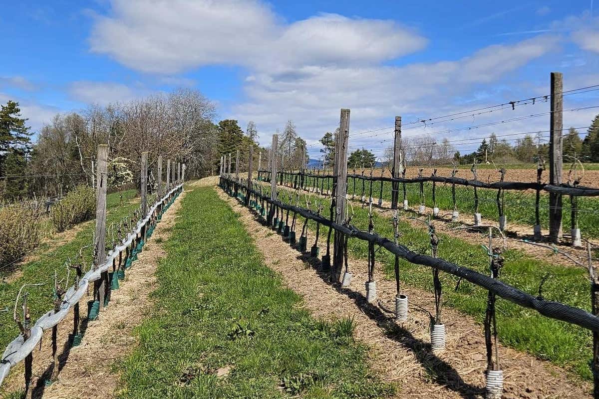Sass Griss: i vigneti Val di Non nasce Sass Griss: la cantina che punta sui vitigni Piwi a 900 metri